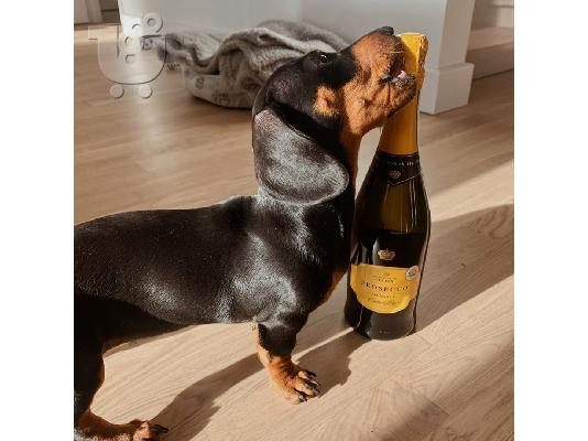 Χριστούγεννα Dachshund